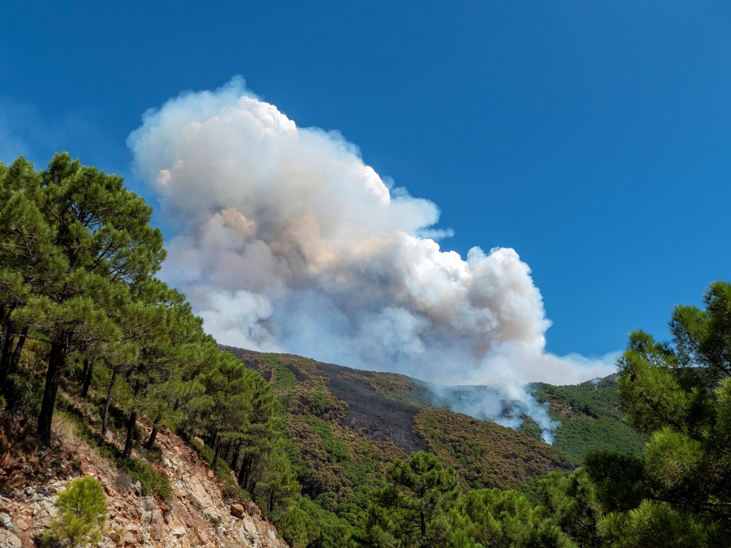 El incendio forestal de Sierra Bermeja. (EFE)