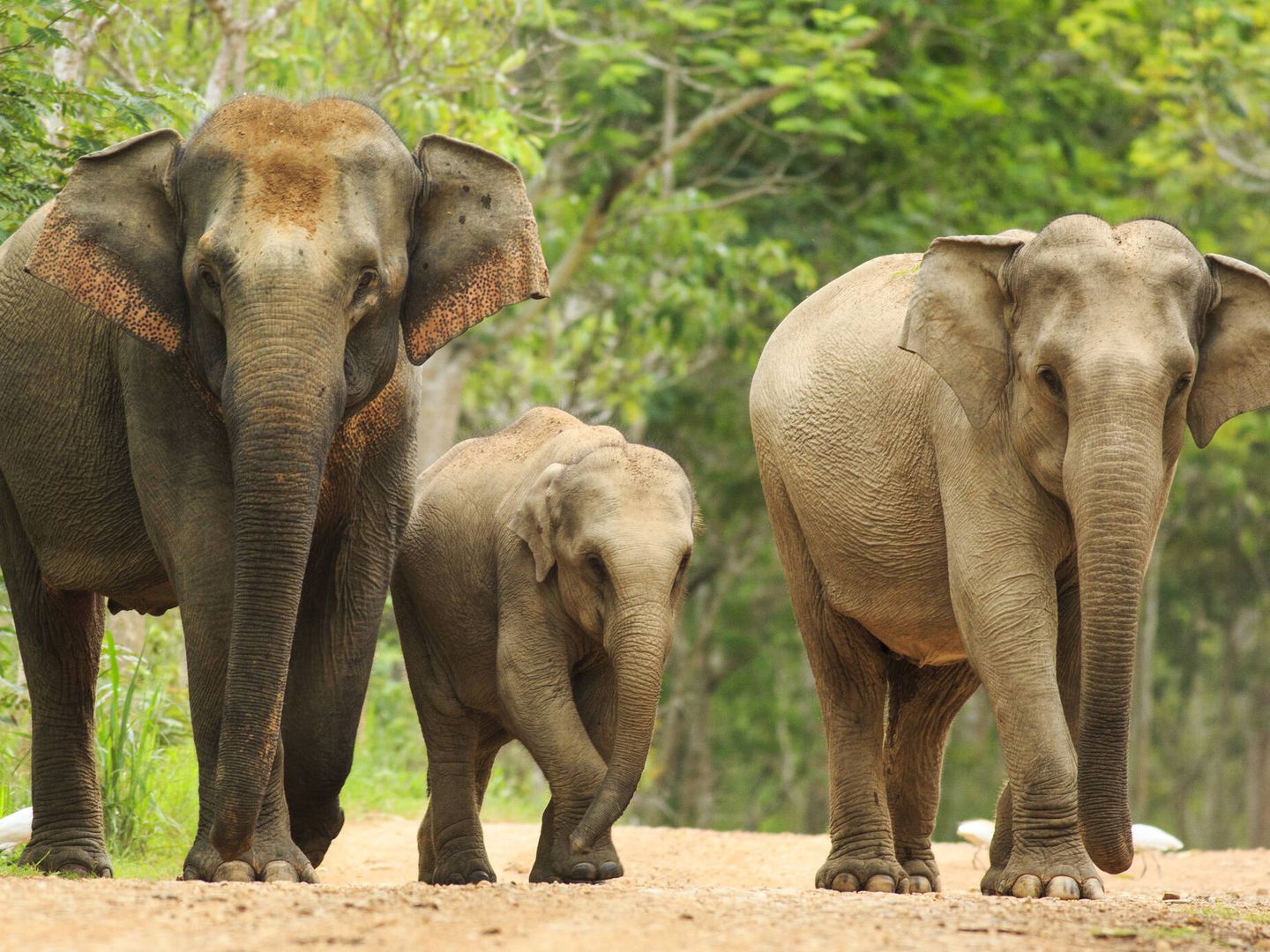 Han comprobado que los elefantes asiáticos hambrientos devoran la comida, los envases de plástico, los utensilios y otras basuras (Fuente: iStock).