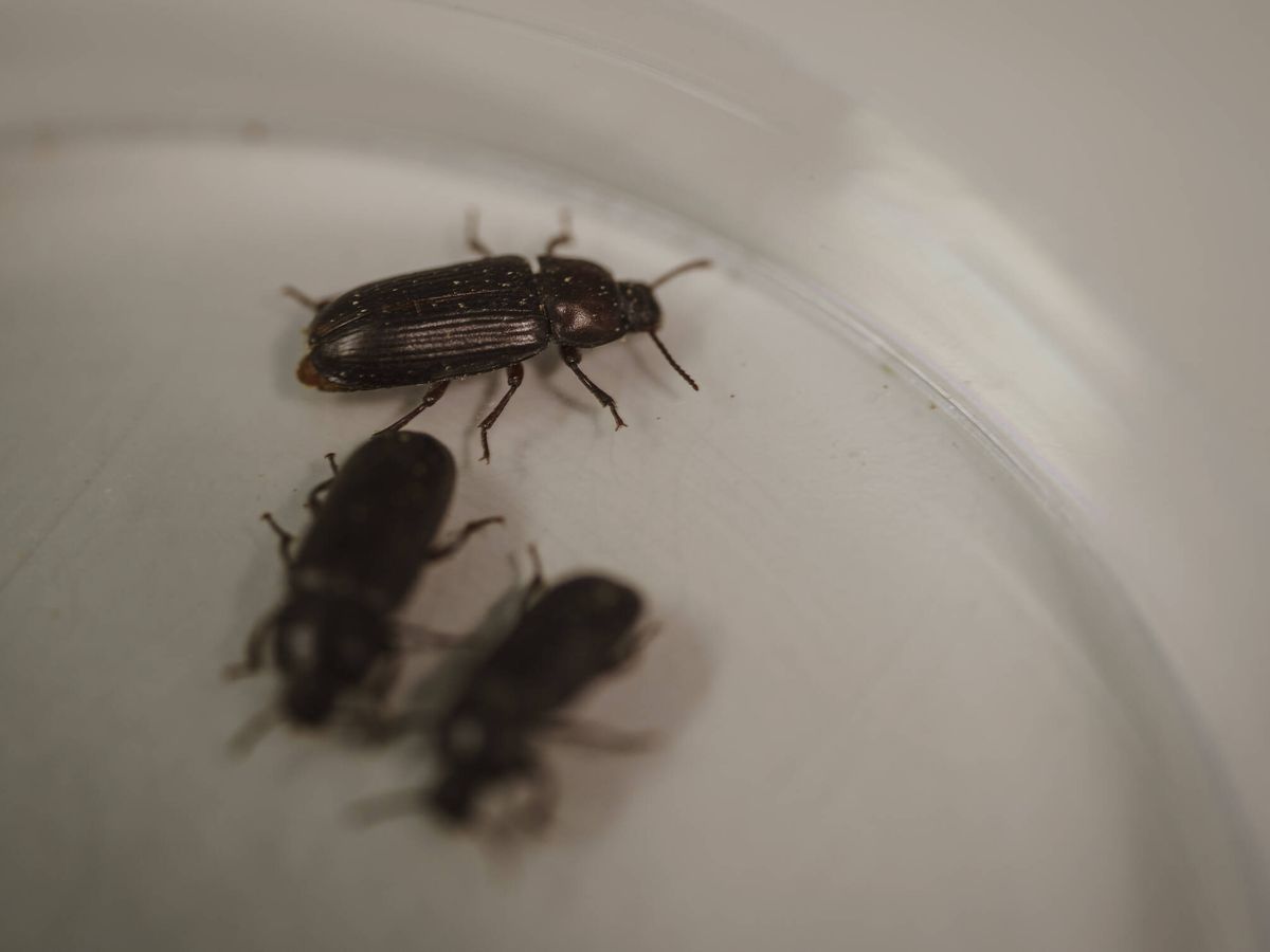 Foto: El escarabajo de Tebrio. (Tebrio)