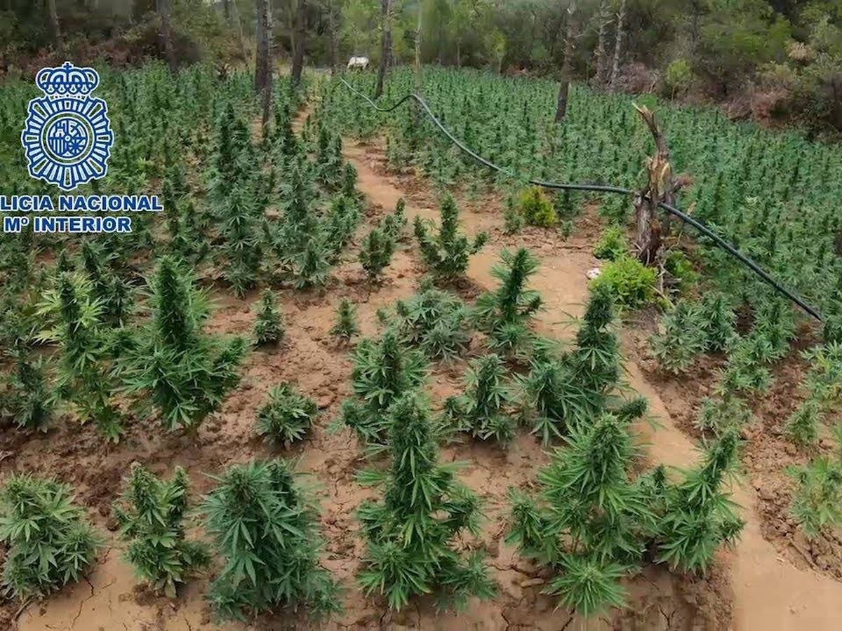 Foto: Plantación de marihuana. (Policía Nacional)