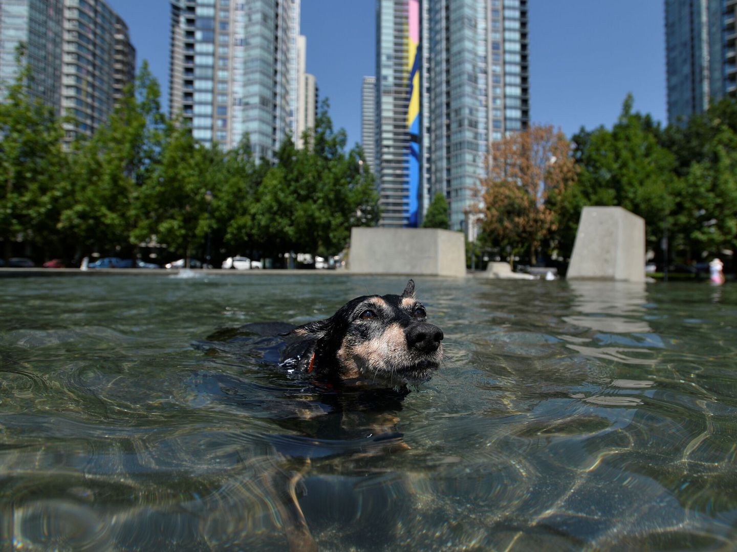 Un perro bañándose en un parque urbano de una ciudad canadiense (Reuters)