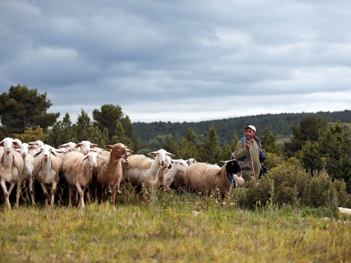 Foto: Un pastor con su rebaño de ovejas. (EFE/M. Bruque)