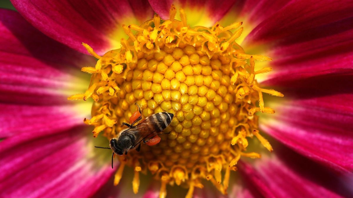 Las abejas son capaces de resolver problemas matemáticos sin utilizar números