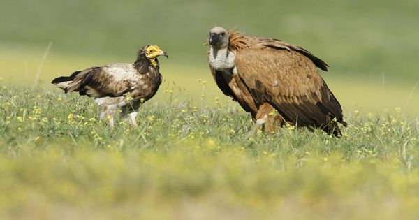 Foto: Aves en el campo de Ciudad Real. (EFE)