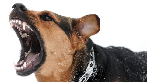 Dos trucos eficaces para sobrevivir al ataque de un perro (y 5 recomendaciones más)