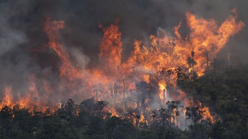 Incendios forestales y activismo en Cannes: el día en fotos