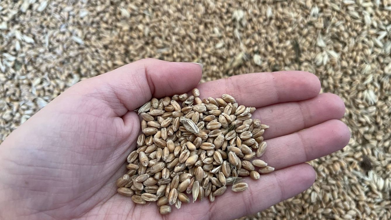 Foto: Un puñado de grano en una granja de la provincia de Lviv. (A. A.)
