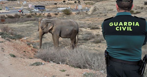 Foto: Un guardia civil vigila a uno de los elefantes que resultó herido tras volcar el camión en Pozo Cañada, en Albacete. (EFE)