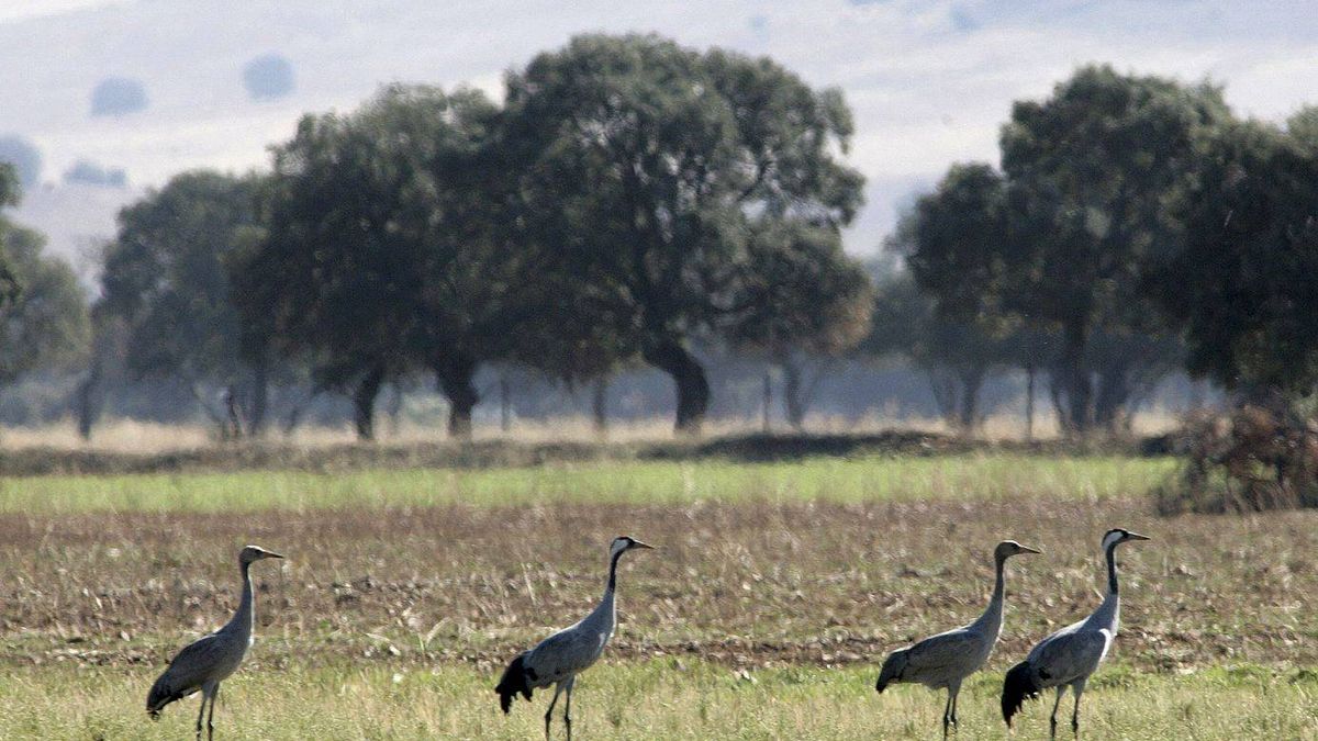 Cambian secano por regadío en plena sequía y expulsan aves en peligro de sus santuarios
