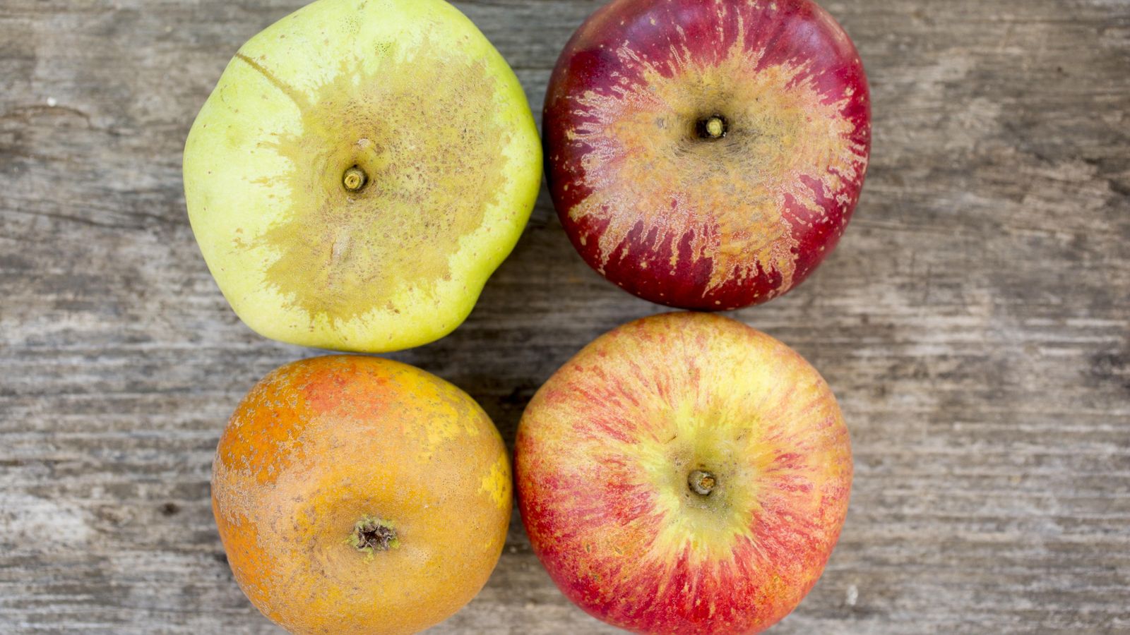 Foto: Cuatro variedades de manzana: Calville Blanc, Rubyred, Esopus Spitzenberg y Golden Russet. (Corbis)