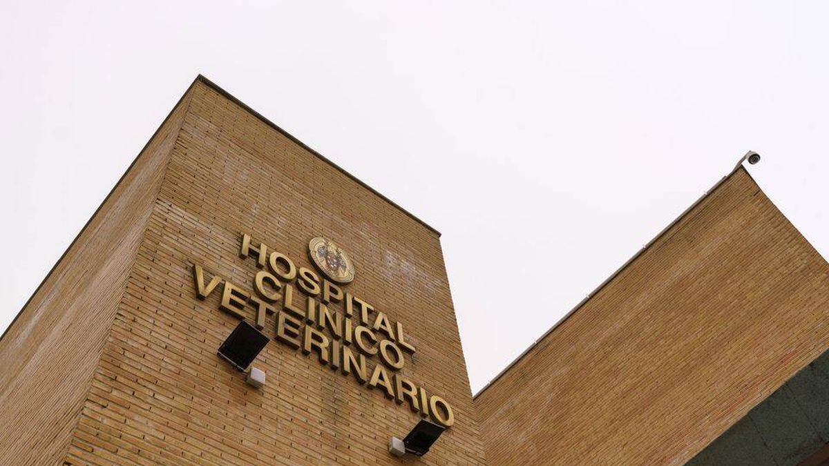 Detenido un empleado de la limpieza por violar a una cabra en el Hospital Veterinario de la Complutense