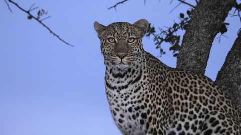 Los leopardos en el desierto del Kalahari