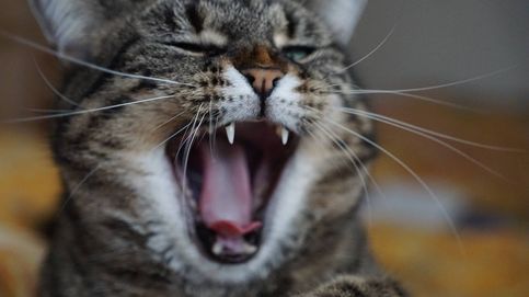 Los gatos salvajes pueden comer cadáveres humanos (y les gusta) 