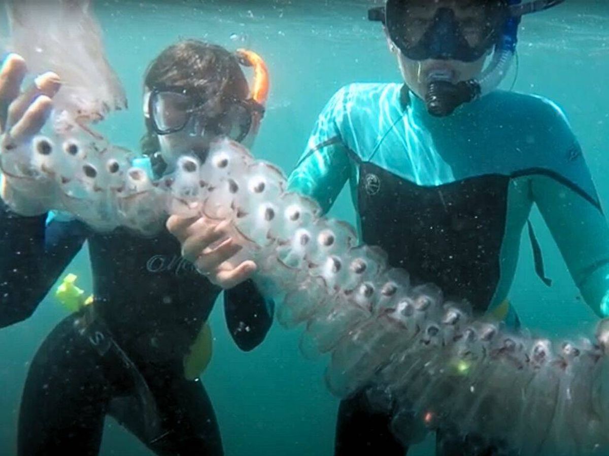 Foto: Dos buzos sujetan una cadena de salpas (Catalina Island Marine Institute/Youtube)