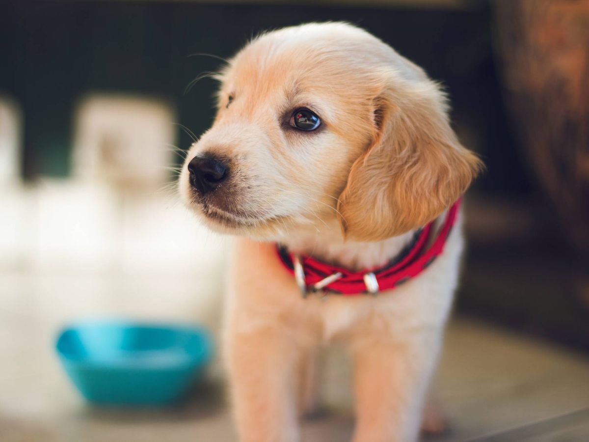 Foto: Un cachorro al lado de su comedero. (Foto: Unsplash)