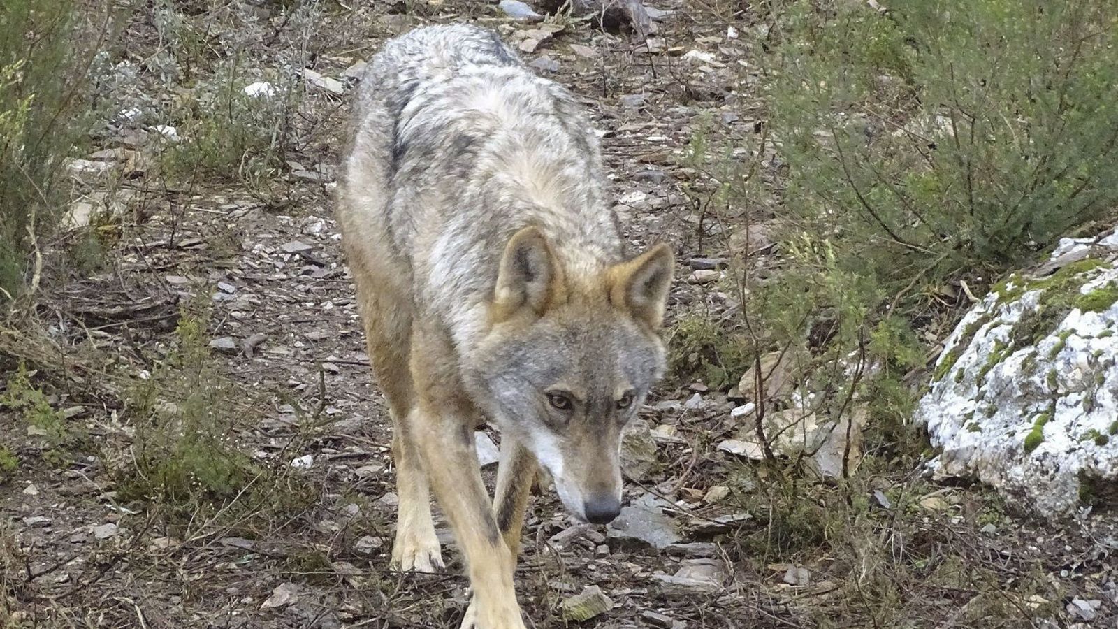 Foto: Un ejemplar de lobo ibérico.
