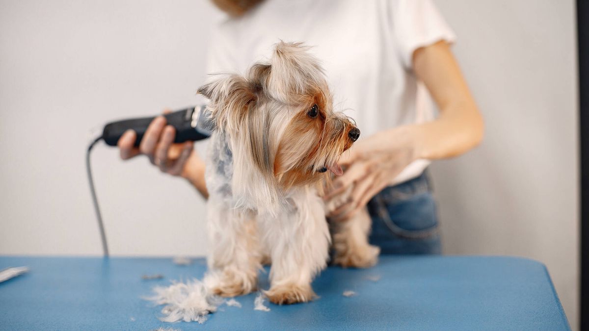 Recortarle el pelo a tu mascota es posible con estos cortapelos