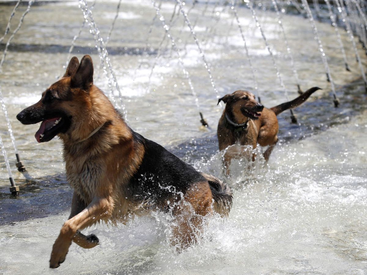 Foto: Dos perros se bañan en una fuente en Madrid. (EFE)