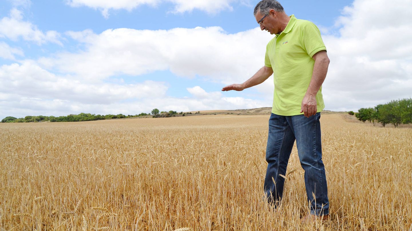Lorenzo en una plantación de trigo, señalando la altura que deberían tener las espigas. (M.Z.)