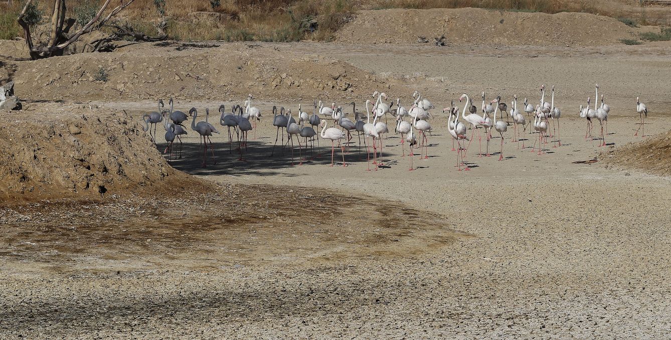 Grupo de flamencos en una laguna seca de Doñana. (EFE/J. M. Vidal)