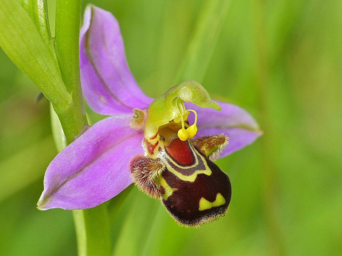 Esta orquídea emula una abeja para atraer a los machos y mejorar la polinización (Wikimedia).