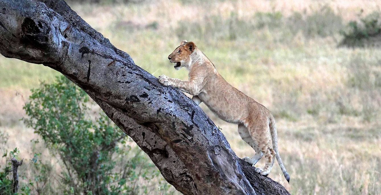 Una cría de león escalando un árbol. (Andoni Canela)