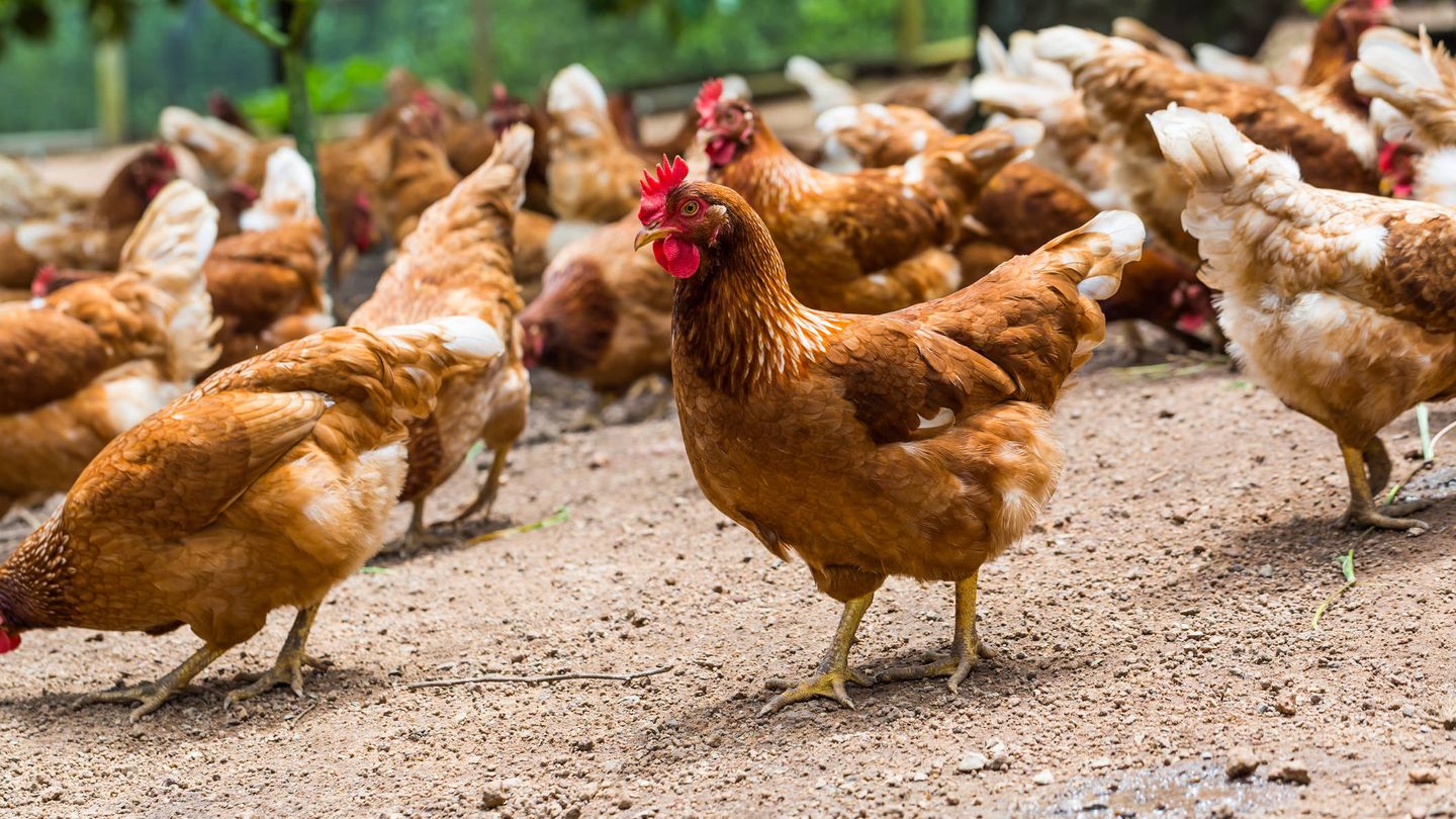 Ninguna Advertencia Bolos Son los huevos de gallinas criadas en libertad más ricos, saludables y  éticos?