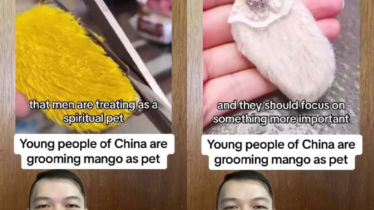 La insólita nueva mascota de moda entre los jóvenes de China: el hueso de un mango