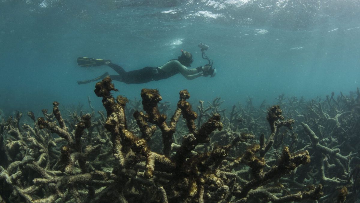 La Gran Barrera de Coral, en situación "crítica" por el cambio climático