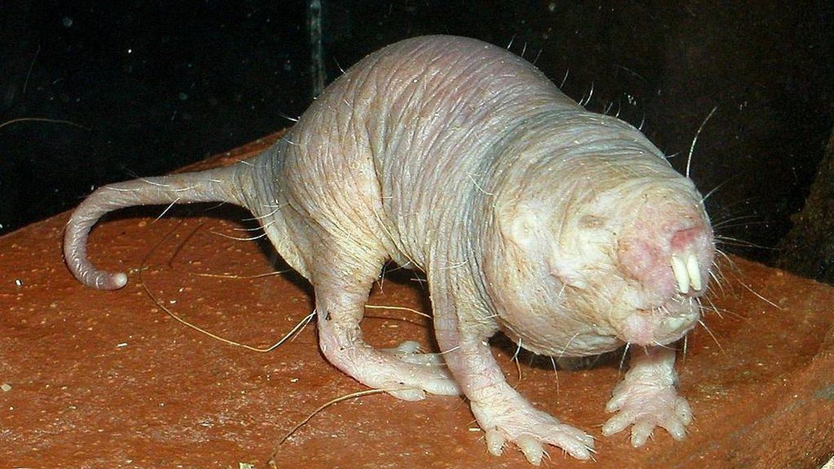 El enigma de la rata topo desnuda, el animal inmune al dolor y al cáncer