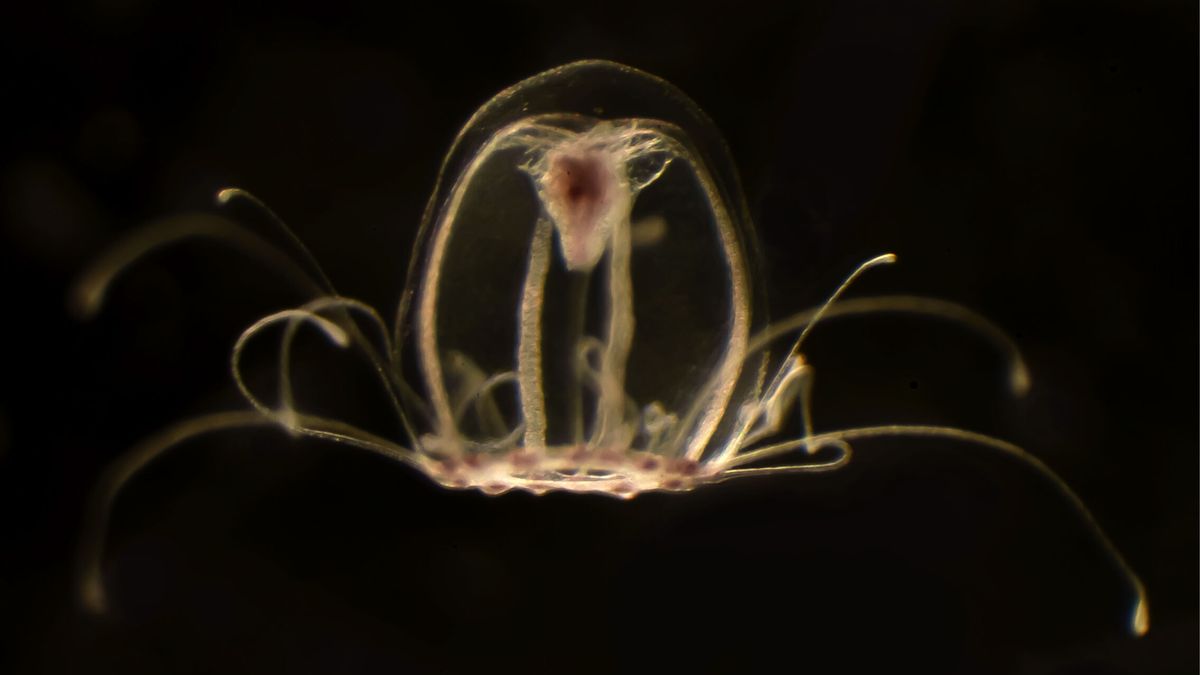 Descifran el genoma de la medusa inmortal, capaz de revertir su ciclo vital