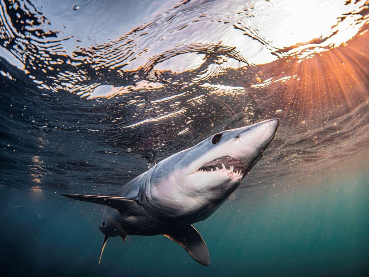 Foto: Un tiburón, en una imagen de archivo. (EFE)