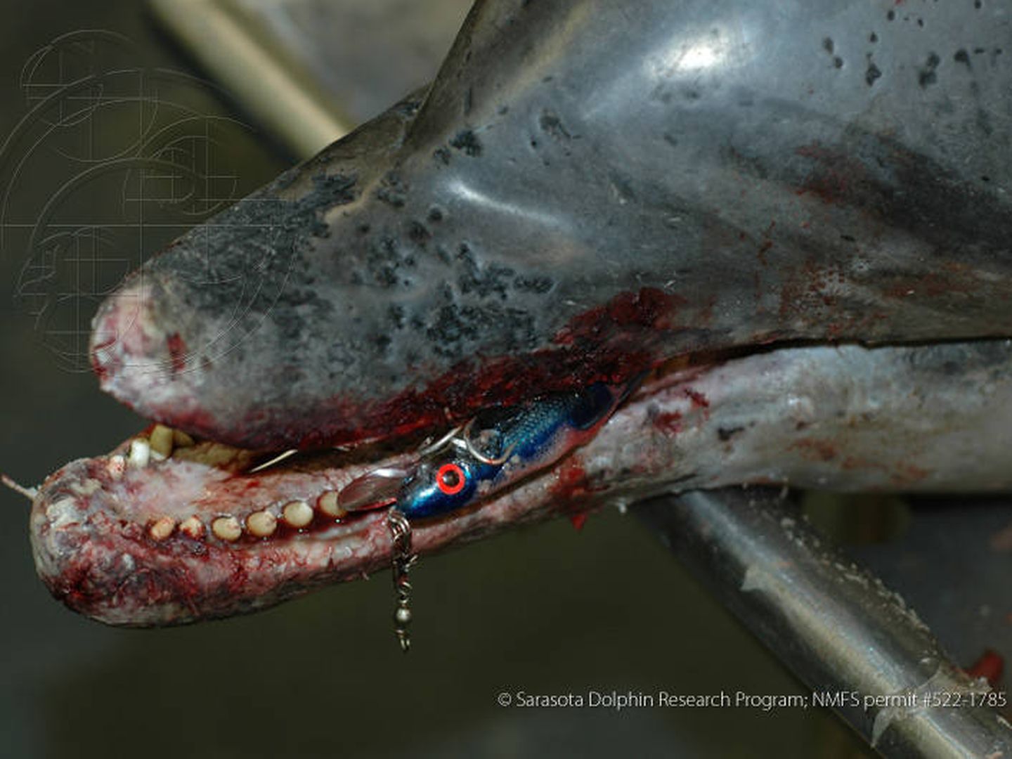 Un delfín hallado muerto con instrumental de pesca en su boca (Sarasota Dolphin Research Program)