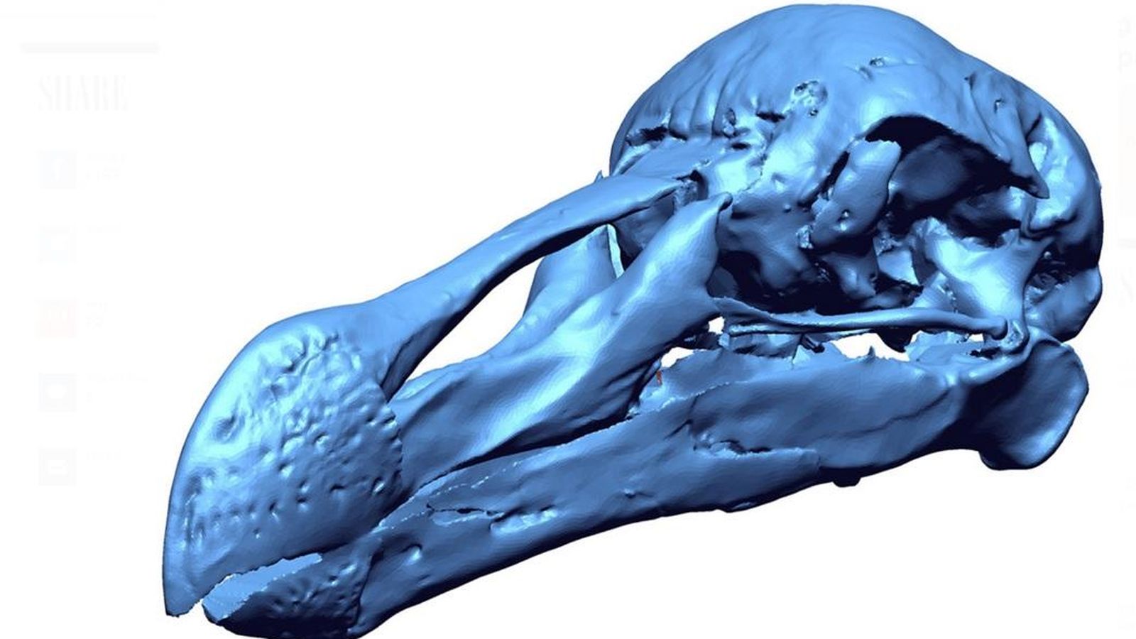 Foto: El análisis del cráneo de este ave dará pistas a los científicos sobre su dieta. (Mauritius Museums Council)