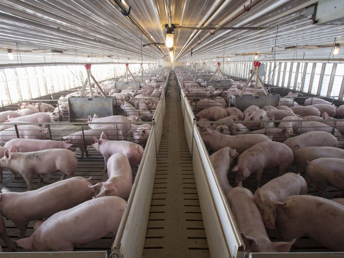 Foto: Foto de archivo de una granja de cerdos. (EFE)