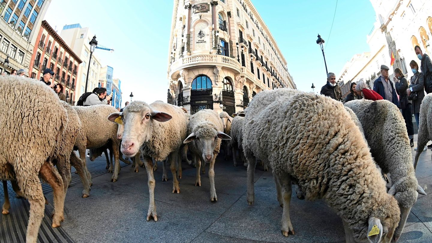 Miles de ovejas, en las calles de Madrid. (EFE/Fernando Villar)