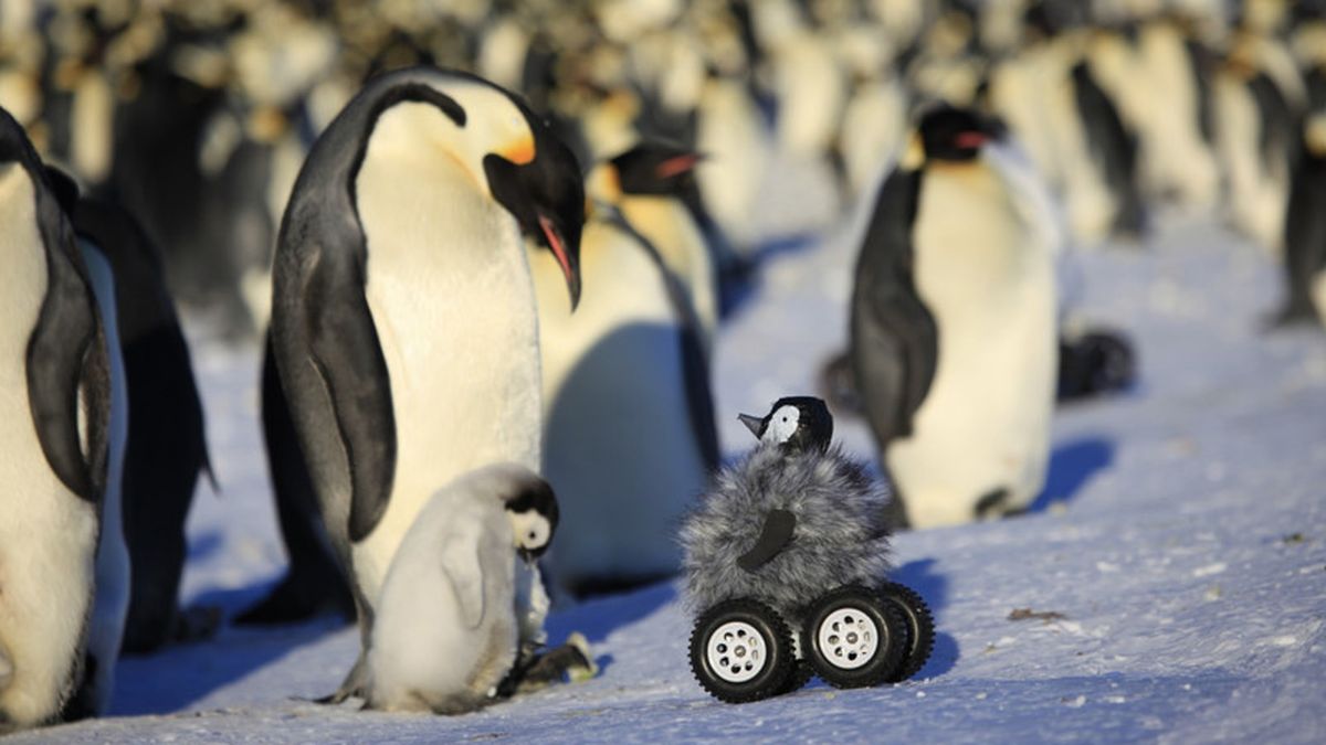 El pingüino emperador podría desaparecer en 2100 si fallamos con el cambio climático