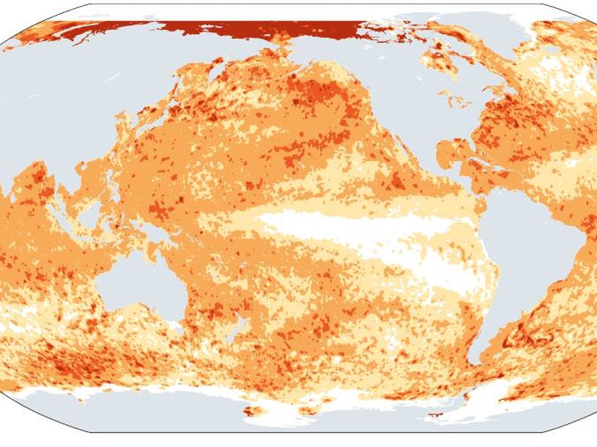 Foto: El mapa del exceso de temperatura de la superficie del océano Pacífico en 2020. (marineheatwaves.org))