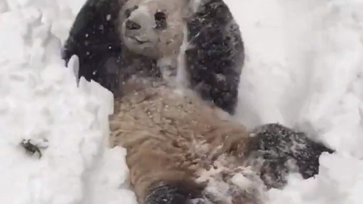El oso panda que juega con la nieve: esta es la cara de la absoluta felicidad