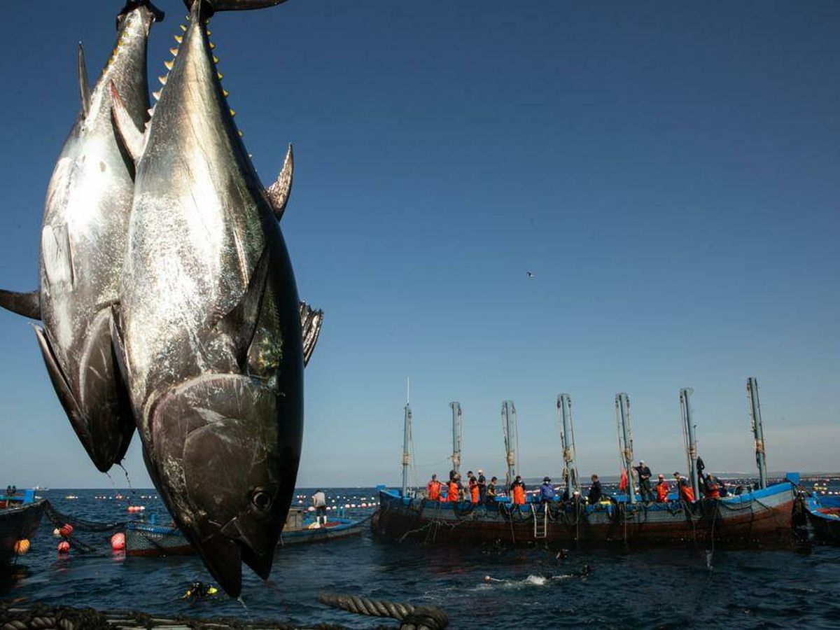 Foto: Captura de atunes en una de las almadrabas gaditanas. (Gadira)