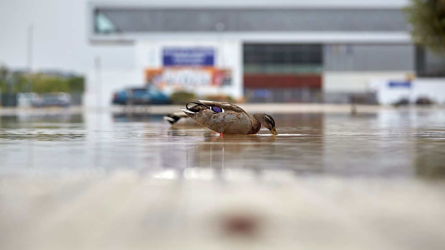 Un pato bebe de un charco de Talavera de la Reina este viernes tras las fuertes lluvias de la semana pasada. Foto: EFE