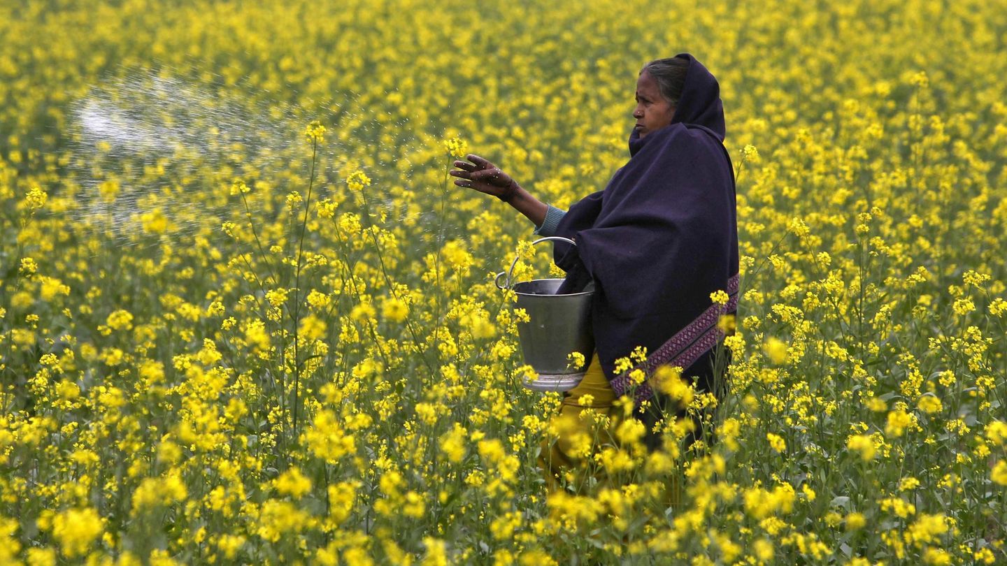 Una agricultura india esparce urea en sus cultivos. (Reuters)