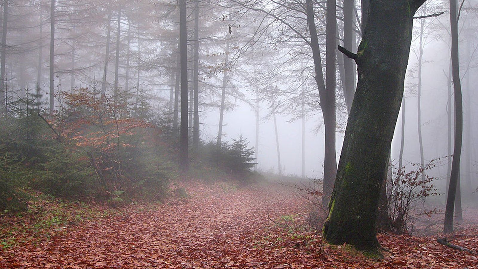 Foto: El bosque de Teutoburgo en un día con niebla. (Nikater)