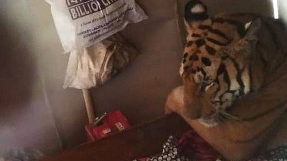 Una tigresa rodeada por las inundaciones de India se mete en una casa a descansar