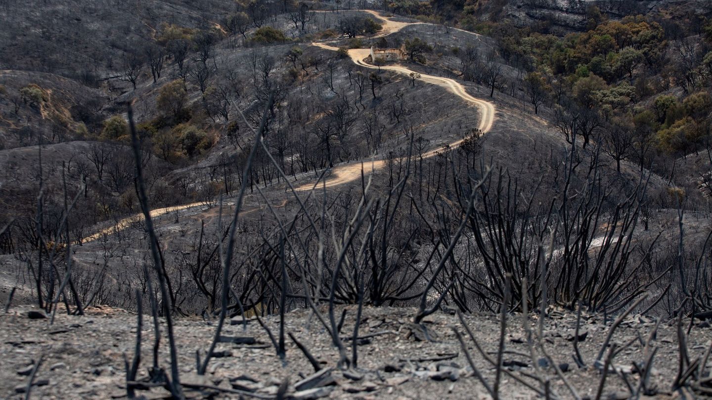 Las zonas arrasadas por los incendios deben ser reforestadas (EFE)
