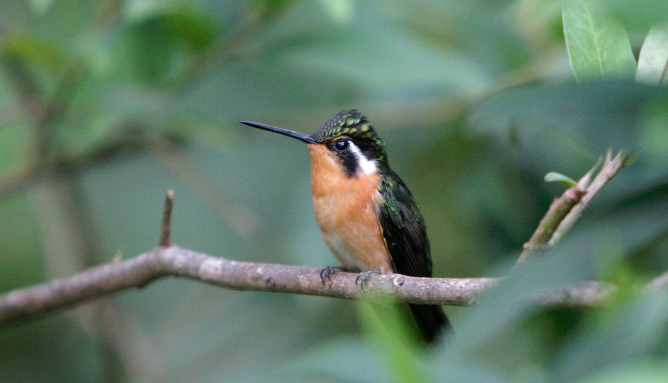 Los colibríes pueden ingerir su propio peso en néctar cada día. (Andoni Canela)