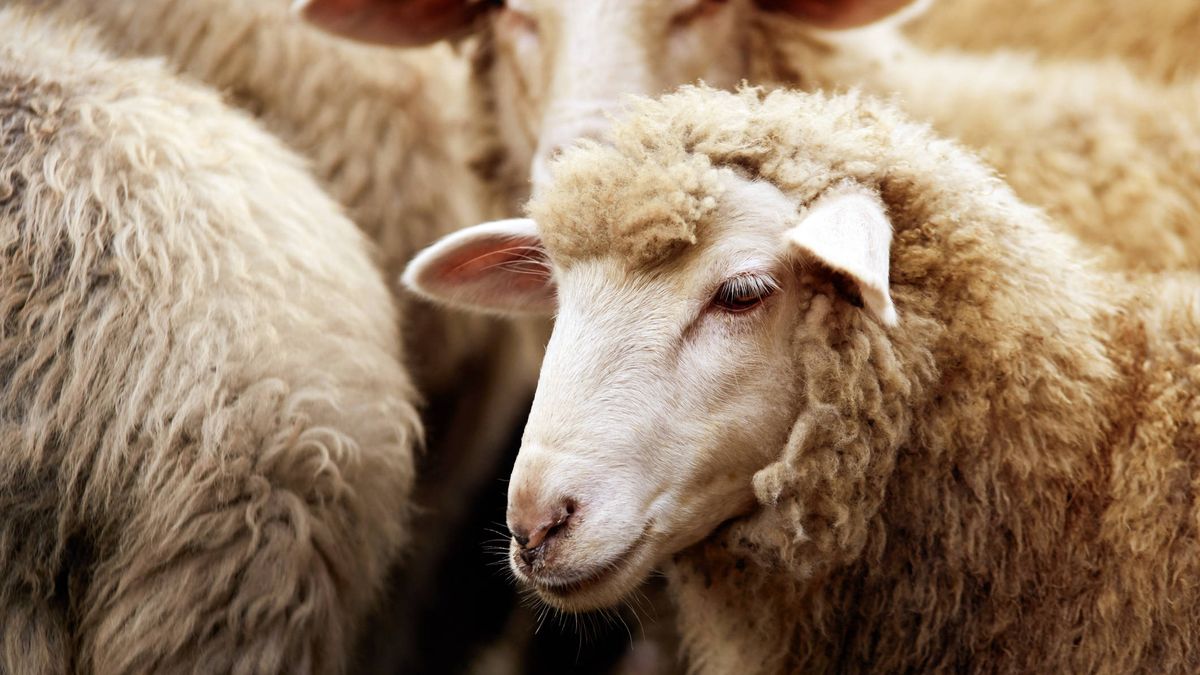 Las ovejas no quieren 'malotes': prefieren aparearse con machos poco dominantes