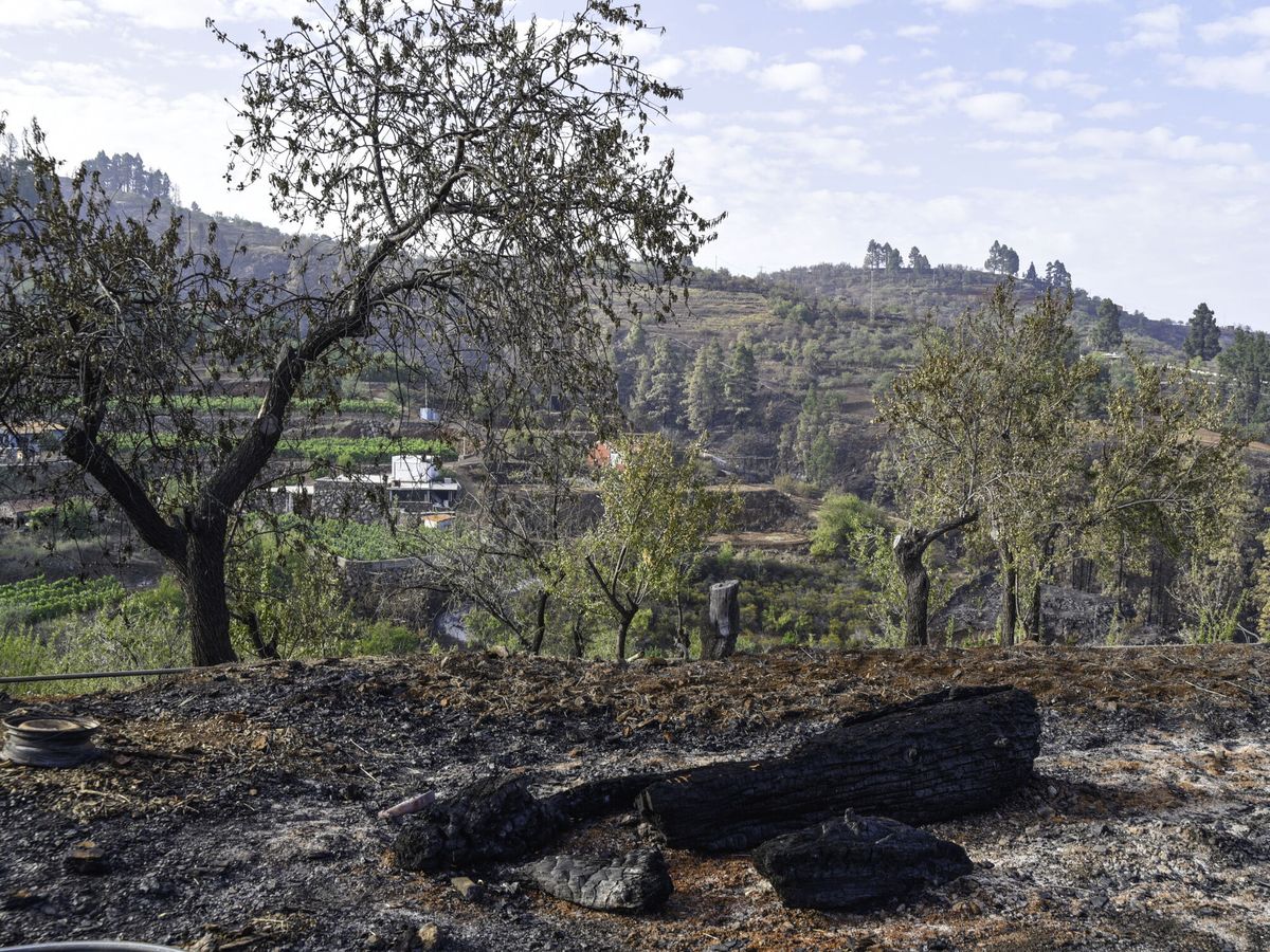 Foto: El incendio forestal en Puntagorda (La Palma). (EFE/Miguel Calero)