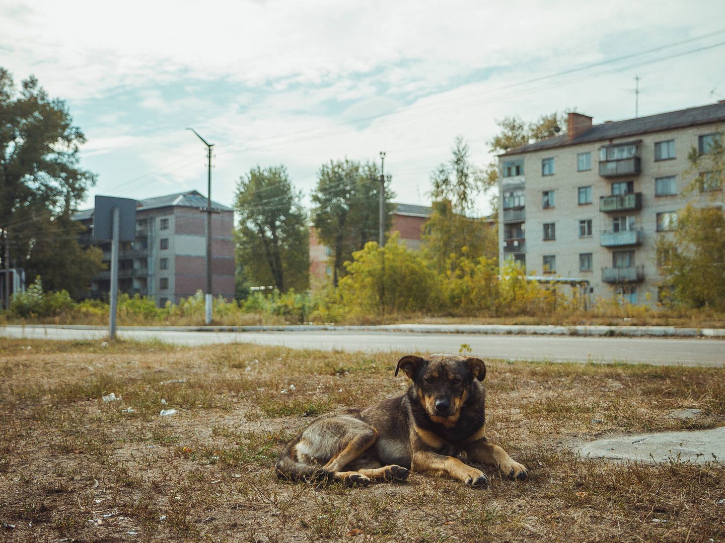 Un perro salvaje en la zona de exclusión de Chernóbil.