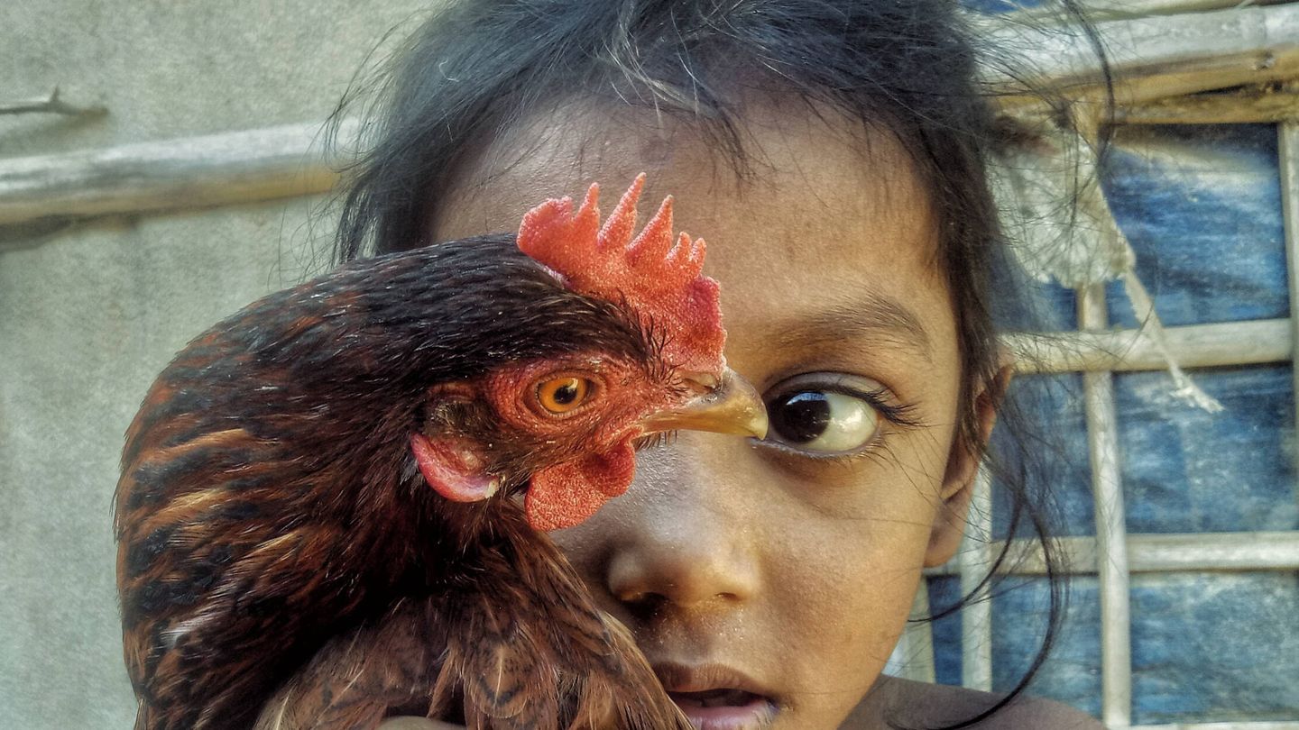 Samia tiene 6 años y le gusta jugar con gallinas, 2021. (Md Jamal)